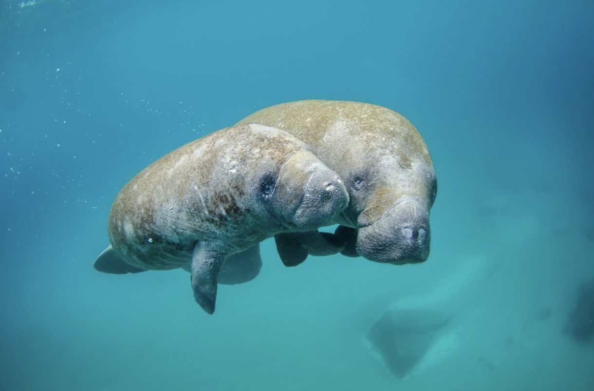 Manatees at Blue Spring State Park