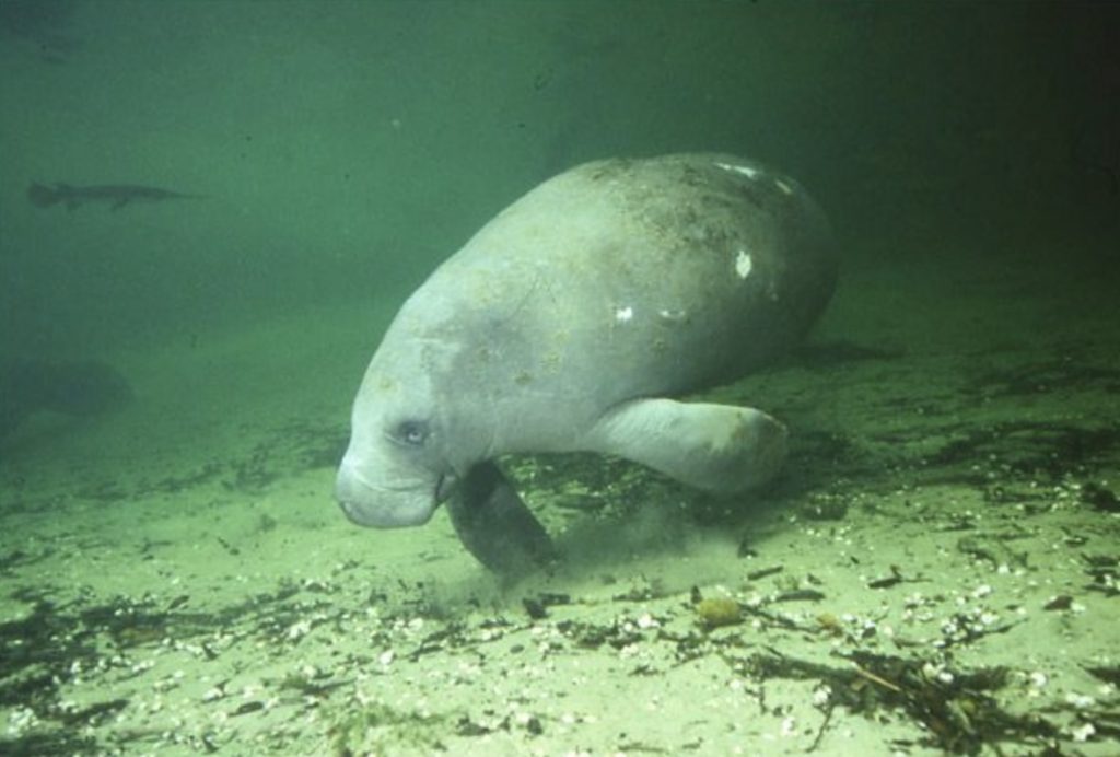 Dive Into The Magic Of Manatee Season At Blue Spring State Park | Blue ...