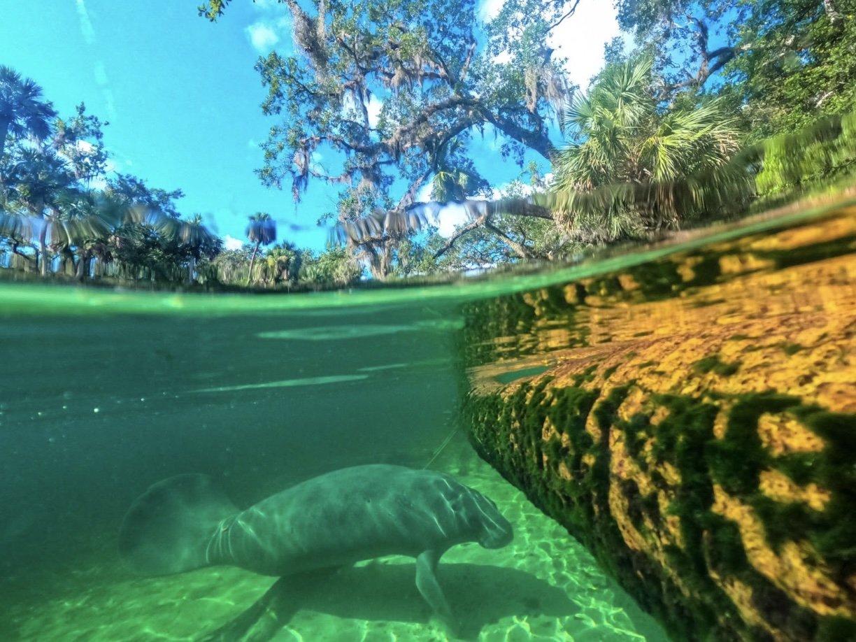 Dive Into The Magic Of Manatee Season At Blue Spring State Park | Blue ...