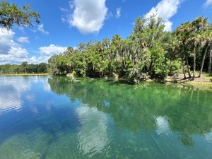 Blue Spring Scene