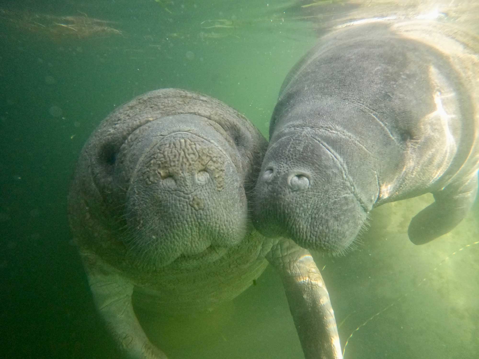 Manatees