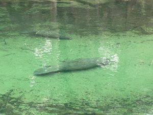 Blue Spring Wildlife