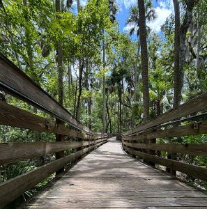 Manatees Viewing Locations at Blue Spring State Park