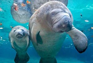 Manatees in Blue Spring State Park, Florida