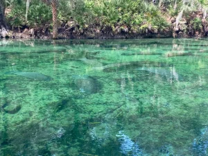 Manatee season at Blue Spring