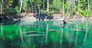 Best places to see manatees in Florida