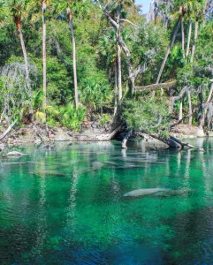 Manatees at Blue Spring