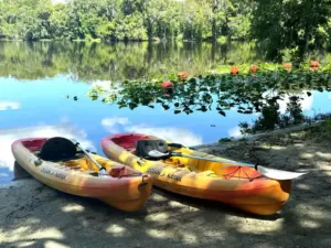 paddleboarding Blue Spring